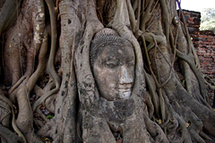 大木に抱かれた仏塔（アユタヤ）
